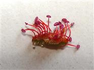  Stamens (Fertile)